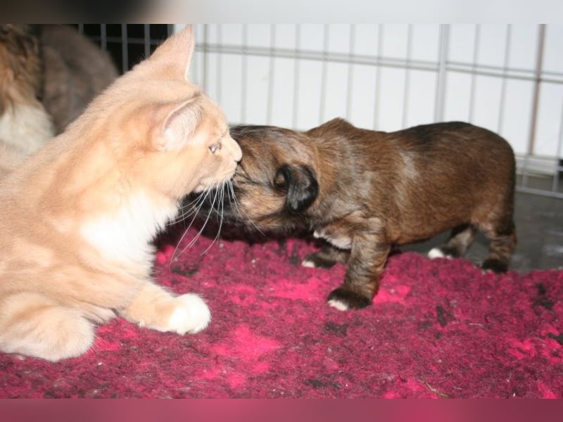 Kirsei-Kra Tibet Terrier Welpen ( VDH / ILT )