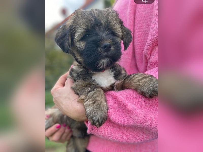 Tibet Terrier aus VDH Zucht