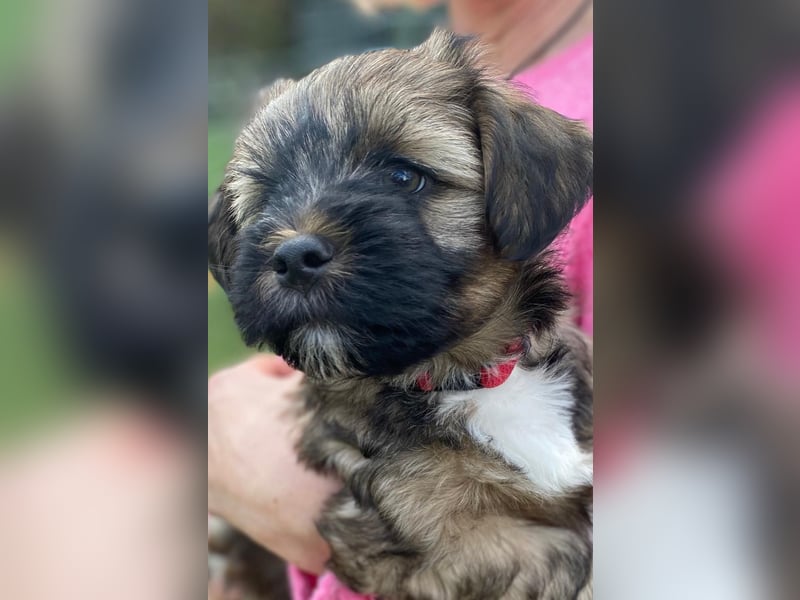 Tibet Terrier aus VDH Zucht