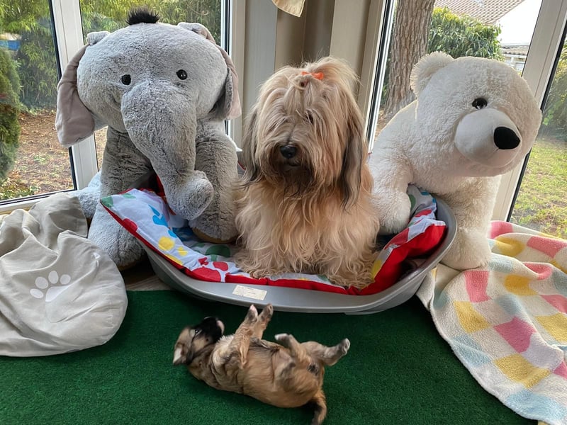 Tibet Terrier aus VDH Zucht