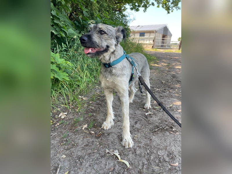 Unsere tolle Tibet-Terriermischlingshündin Betty