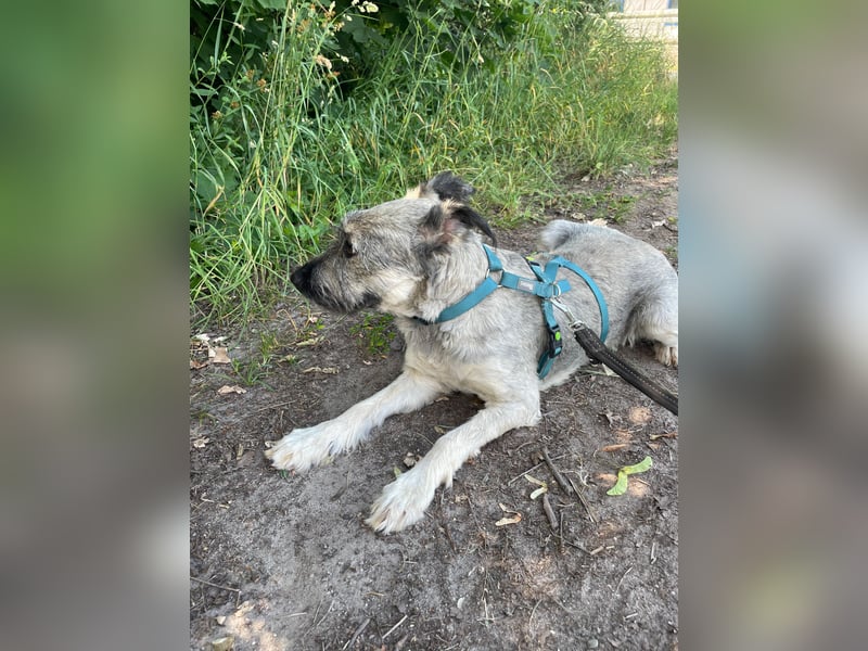 Unsere tolle Tibet-Terriermischlingshündin Betty