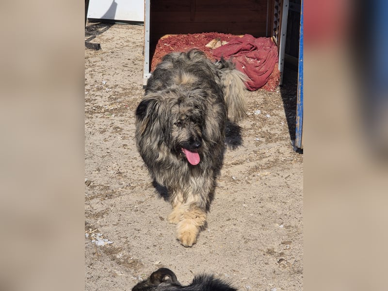 Unsere tolle Tibet-Terriermischlingshündin Betty
