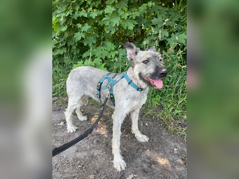 Unsere tolle Tibet-Terriermischlingshündin Betty