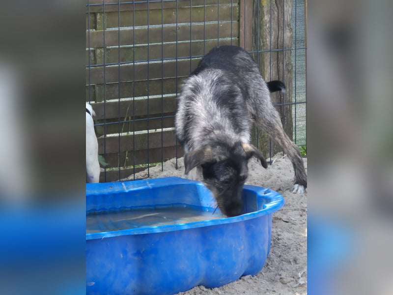 Unsere tolle Tibet-Terriermischlingshündin Betty