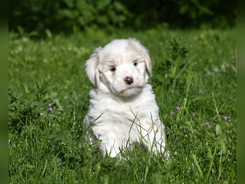 " wir dürfen ausziehen " bezaubernde Tibet Terrier Welpen aus liebervoller, kontrollierter Zucht..