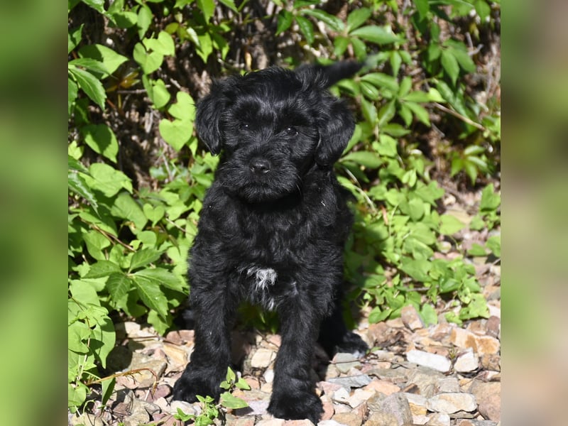 " wir dürfen ausziehen " bezaubernde Tibet Terrier Welpen aus liebervoller, kontrollierter Zucht..