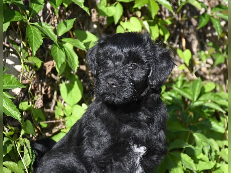 " wir dürfen ausziehen " bezaubernde Tibet Terrier Welpen aus liebervoller, kontrollierter Zucht..