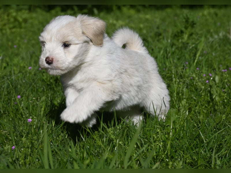 " wir dürfen ausziehen " bezaubernde Tibet Terrier Welpen aus liebervoller, kontrollierter Zucht..