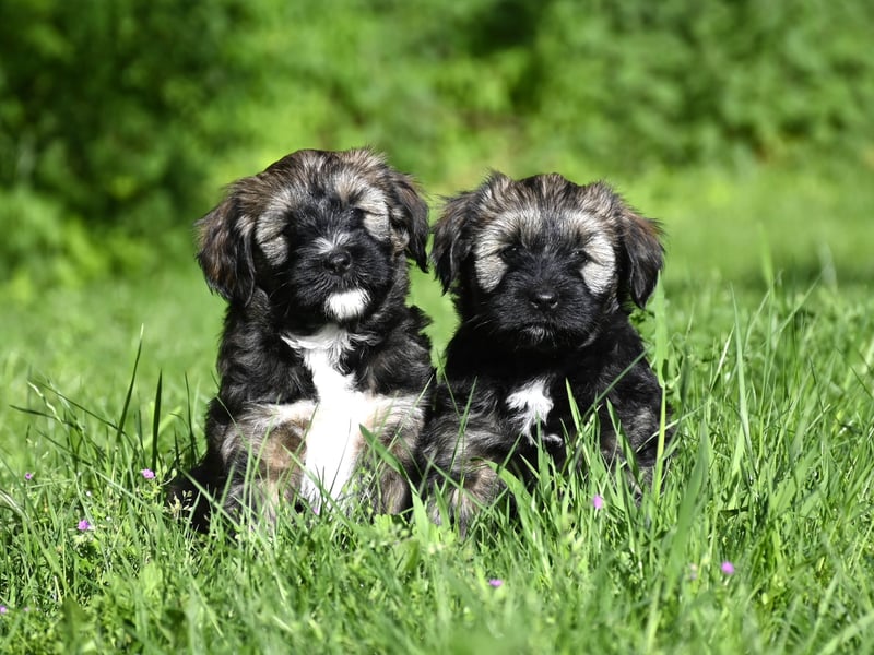 " wir dürfen ausziehen " bezaubernde Tibet Terrier Welpen aus liebervoller, kontrollierter Zucht..