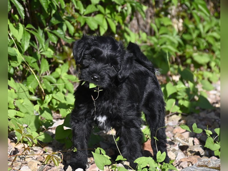" wir dürfen ausziehen " bezaubernde Tibet Terrier Welpen aus liebervoller, kontrollierter Zucht..