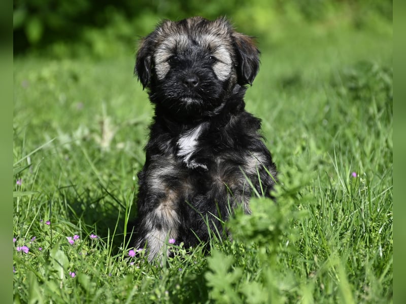 " wir dürfen ausziehen " bezaubernde Tibet Terrier Welpen aus liebervoller, kontrollierter Zucht..