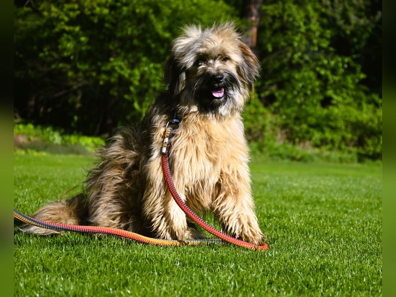 " wir dürfen ausziehen " bezaubernde Tibet Terrier Welpen aus liebervoller, kontrollierter Zucht..