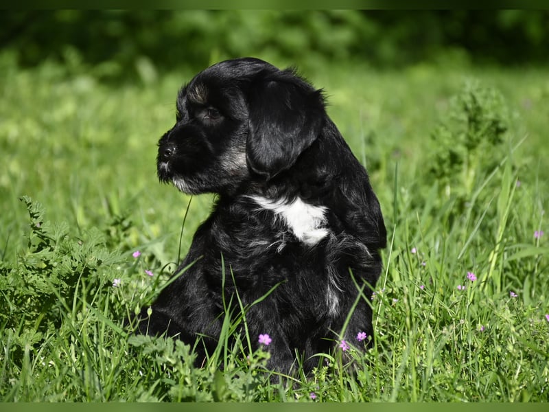 " wir dürfen ausziehen " bezaubernde Tibet Terrier Welpen aus liebervoller, kontrollierter Zucht..