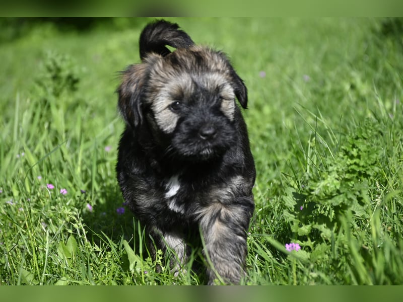 " wir dürfen ausziehen " bezaubernde Tibet Terrier Welpen aus liebervoller, kontrollierter Zucht..
