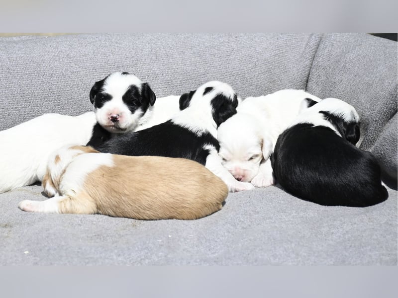 traumhaft hübscher Tibet Terrier Welpen aus erfahrender Zucht  sind geboren dürfen im Juni ausziehen
