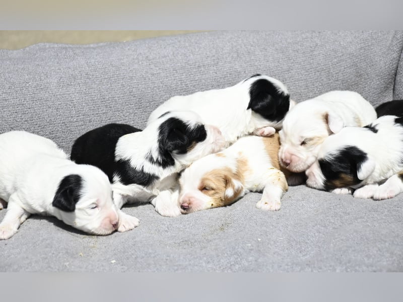 traumhaft hübscher Tibet Terrier Welpen aus erfahrender Zucht  sind geboren dürfen im Juni ausziehen