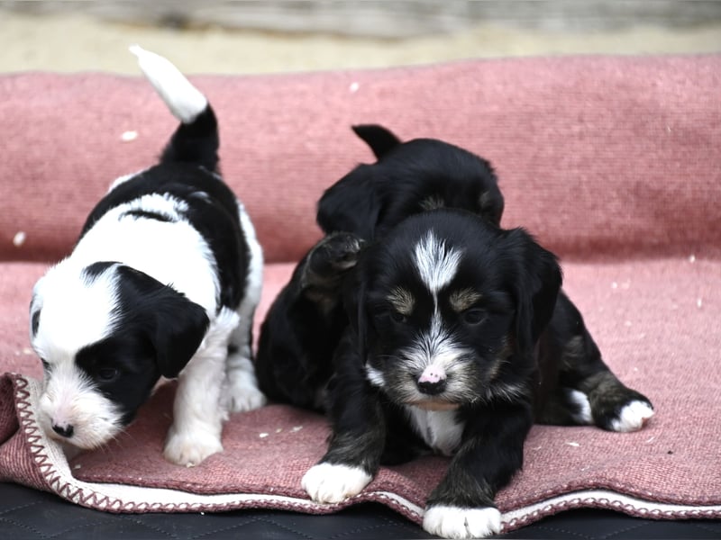 bezaubernde Tibet Terrier Welpen aus liebevoller Zucht dürfen Ende Juli ausziehen..
