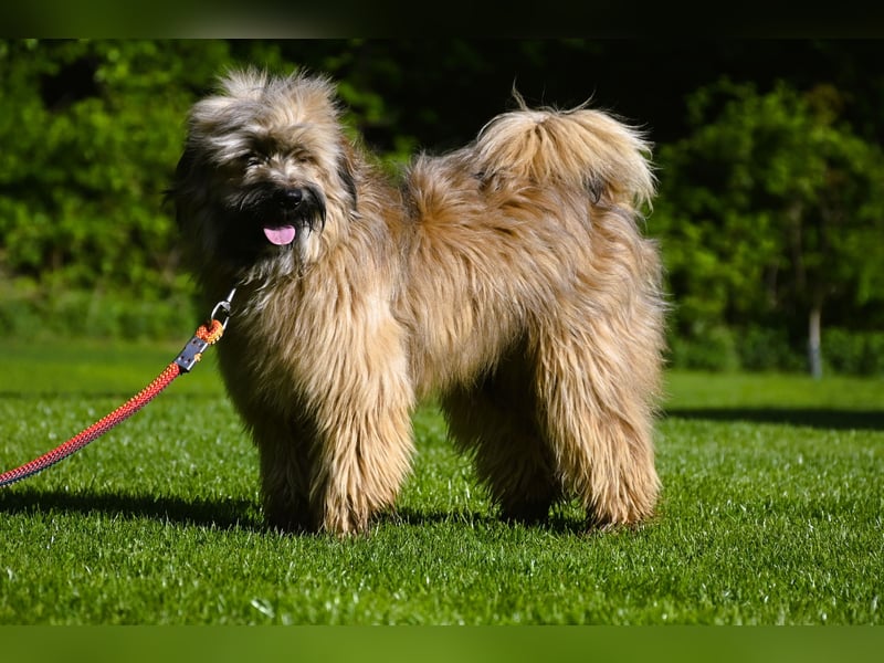 bezaubernde Tibet Terrier Welpen aus liebevoller Zucht dürfen Ende Juli ausziehen..