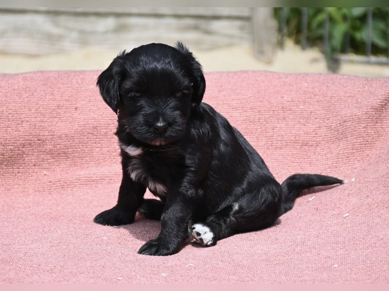 bezaubernde Tibet Terrier Welpen aus liebevoller Zucht dürfen Ende Juli ausziehen..