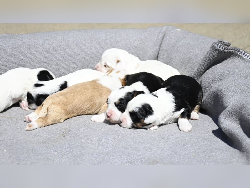traumhaft hübscher Tibet Terrier Welpen aus erfahrender Zucht  sind geboren dürfen im Juni ausziehen