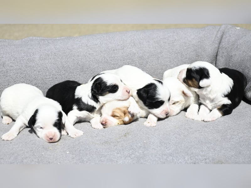 traumhaft hübscher Tibet Terrier Welpen aus erfahrender Zucht  sind geboren dürfen im Juni ausziehen