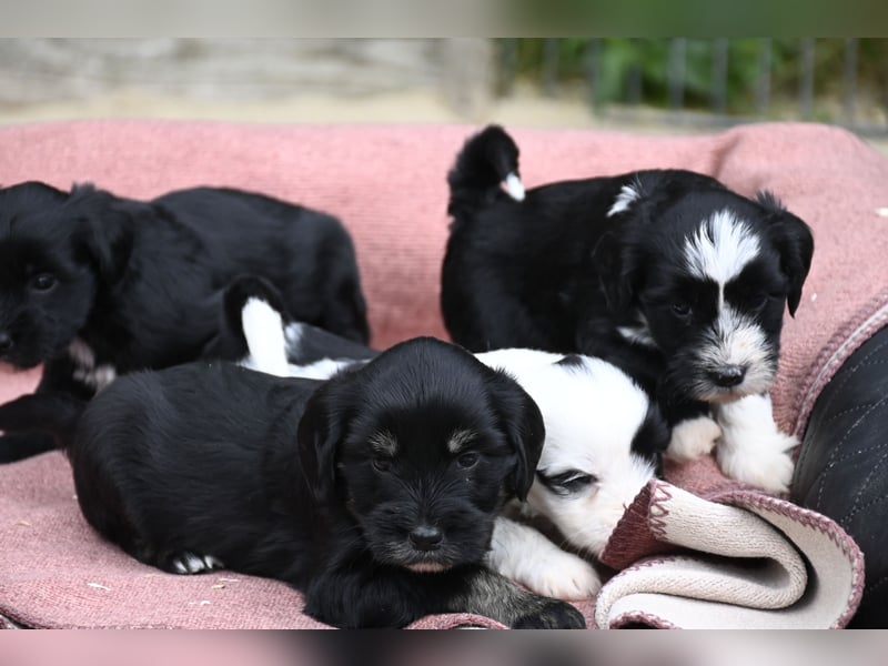 bezaubernde Tibet Terrier Welpen aus liebevoller Zucht dürfen Ende Juli ausziehen..