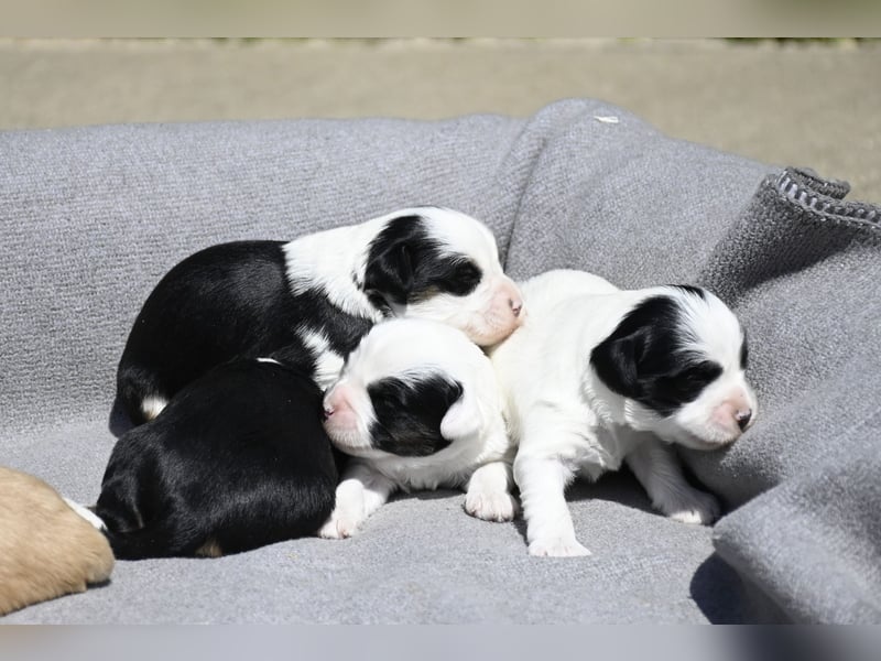 traumhaft hübscher Tibet Terrier Welpen aus erfahrender Zucht  sind geboren dürfen im Juni ausziehen