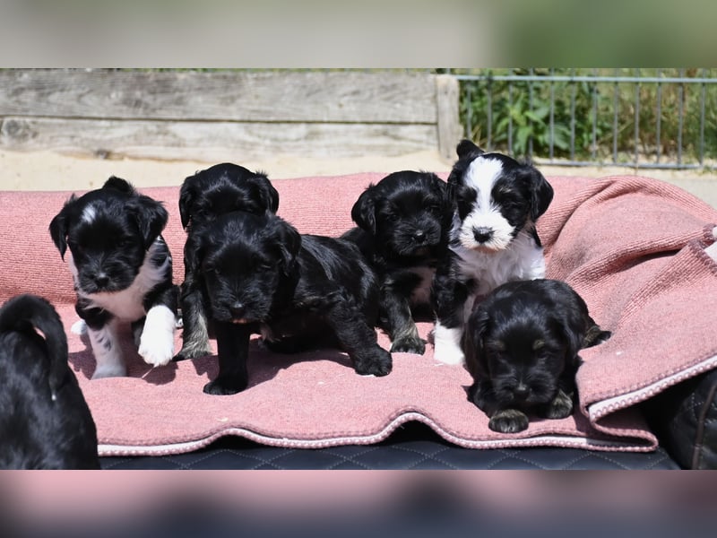 bezaubernde Tibet Terrier Welpen aus liebevoller Zucht dürfen Ende Juli ausziehen..