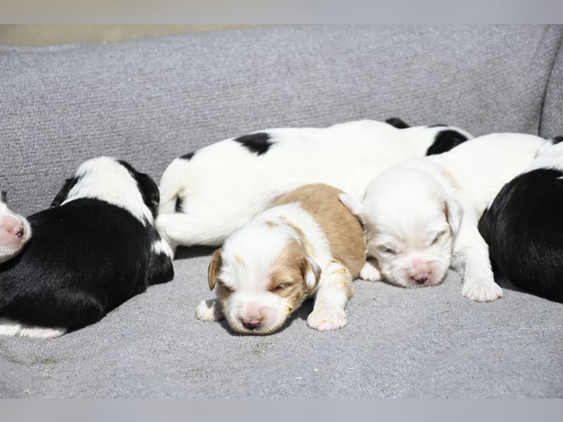 traumhaft hübscher Tibet Terrier Welpen aus erfahrender Zucht  sind geboren dürfen im Juni ausziehen