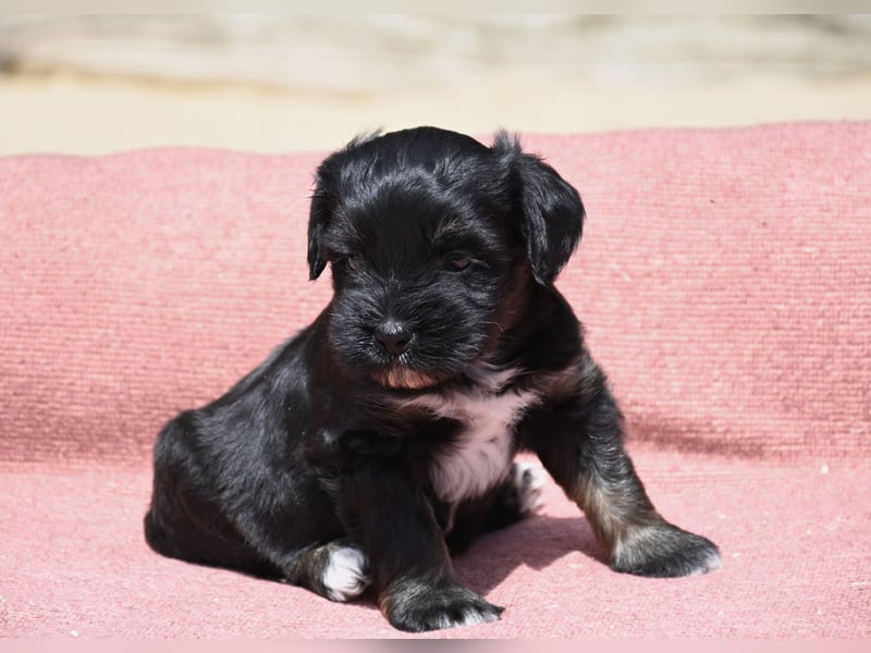 bezaubernde Tibet Terrier Welpen aus liebevoller Zucht dürfen Ende Juli ausziehen..