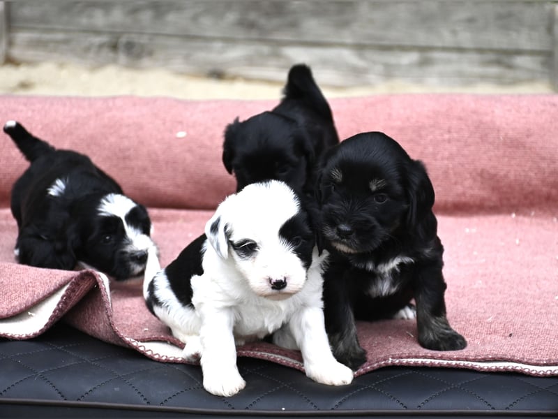 bezaubernde Tibet Terrier Welpen aus liebevoller Zucht dürfen Ende Juli ausziehen..