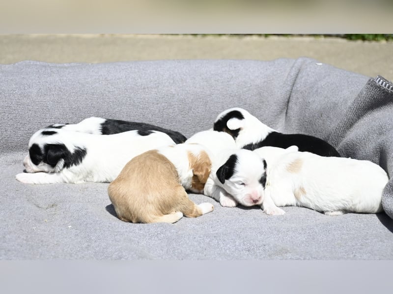 traumhaft hübscher Tibet Terrier Welpen aus erfahrender Zucht  sind geboren dürfen im Juni ausziehen