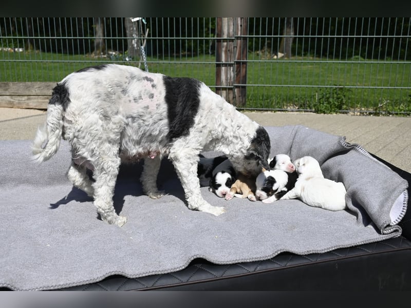 traumhaft hübscher Tibet Terrier Welpen aus erfahrender Zucht  sind geboren dürfen im Juni ausziehen