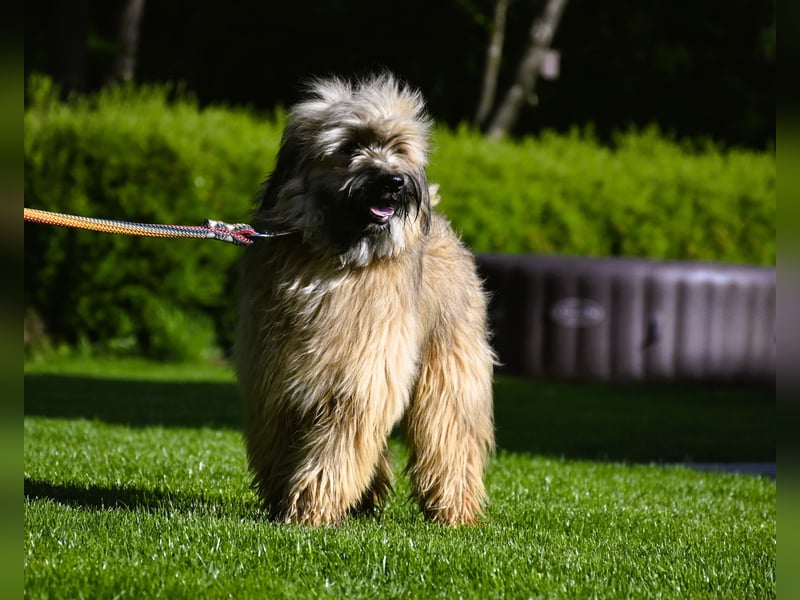 bezaubernde Tibet Terrier Welpen aus liebevoller Zucht dürfen Ende Juli ausziehen..