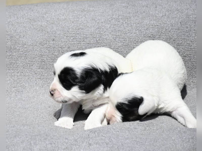 traumhaft hübscher Tibet Terrier Welpen aus erfahrender Zucht  sind geboren dürfen im Juni ausziehen