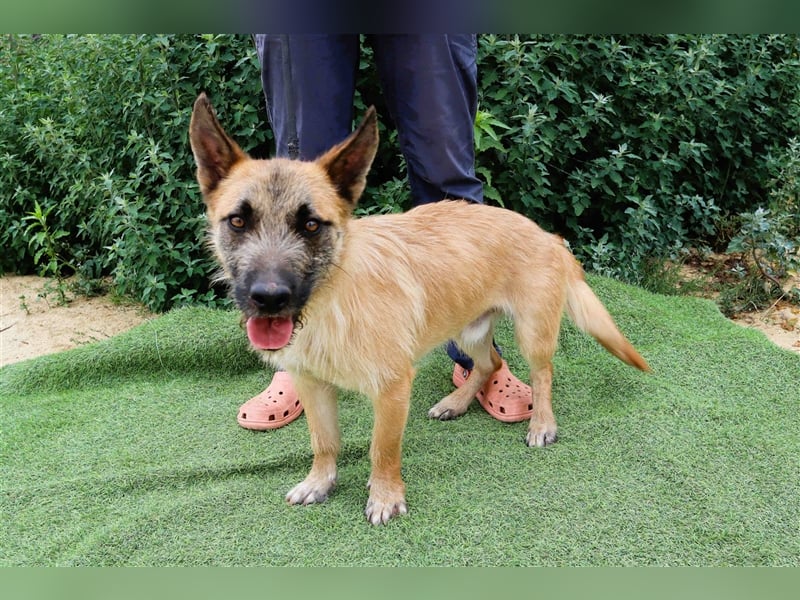 Donovan, Mix Terrier / Podengo  , lieb und verträglich