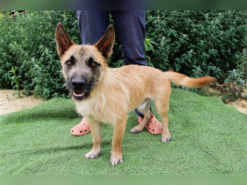 Donovan, Mix Terrier / Podengo  , lieb und verträglich