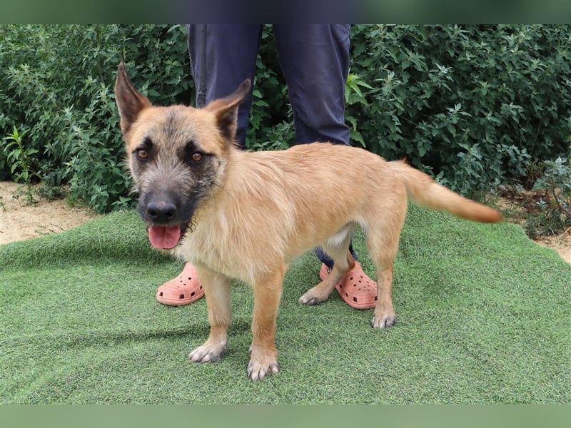 Donovan, Mix Terrier / Podengo  , lieb und verträglich