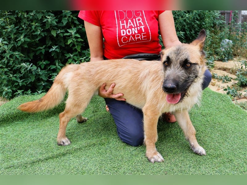 Donovan, Mix Terrier / Podengo  , lieb und verträglich