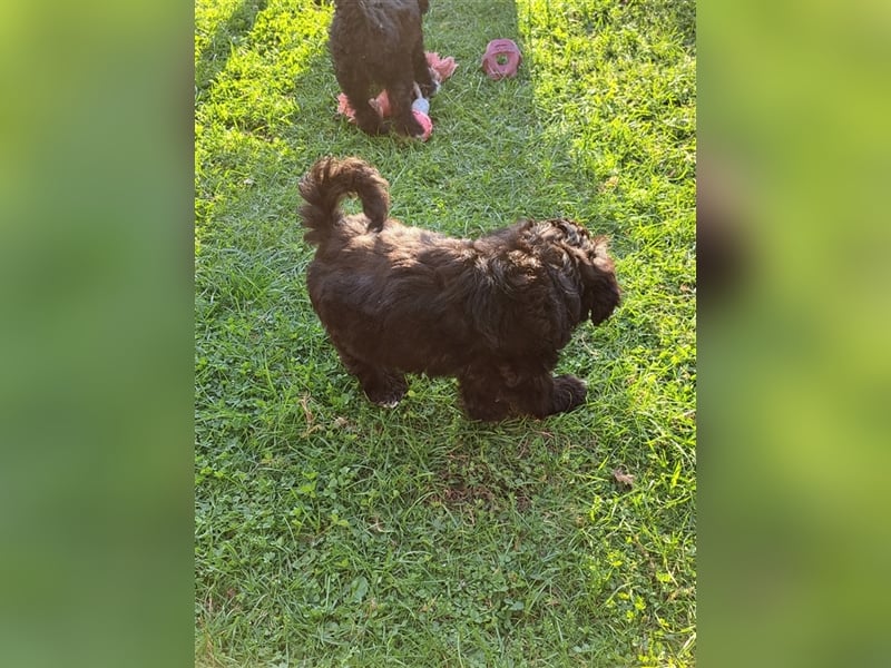 Tibet-Terrier welpen von der Flöckchenoase