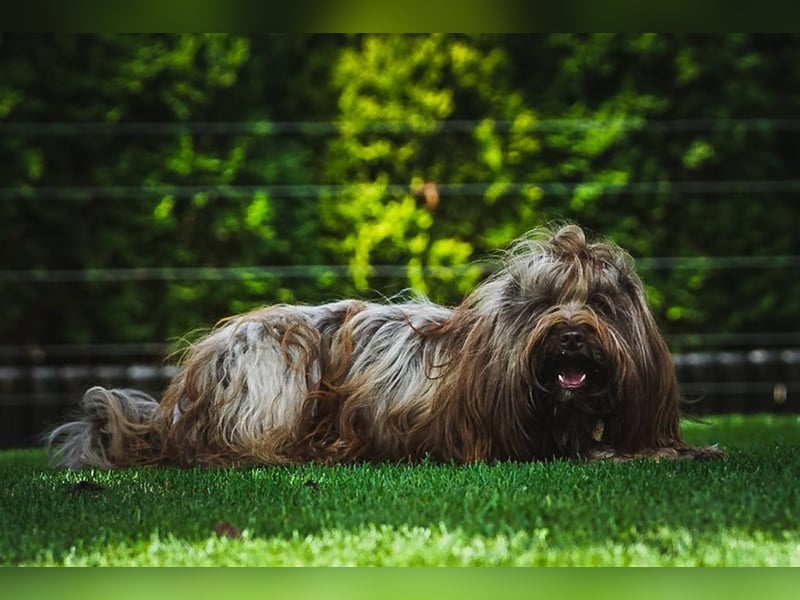 Tibet-Terrier welpen von der Flöckchenoase