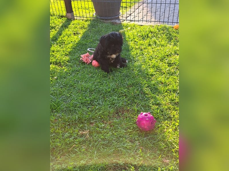 Tibet-Terrier welpen von der Flöckchenoase