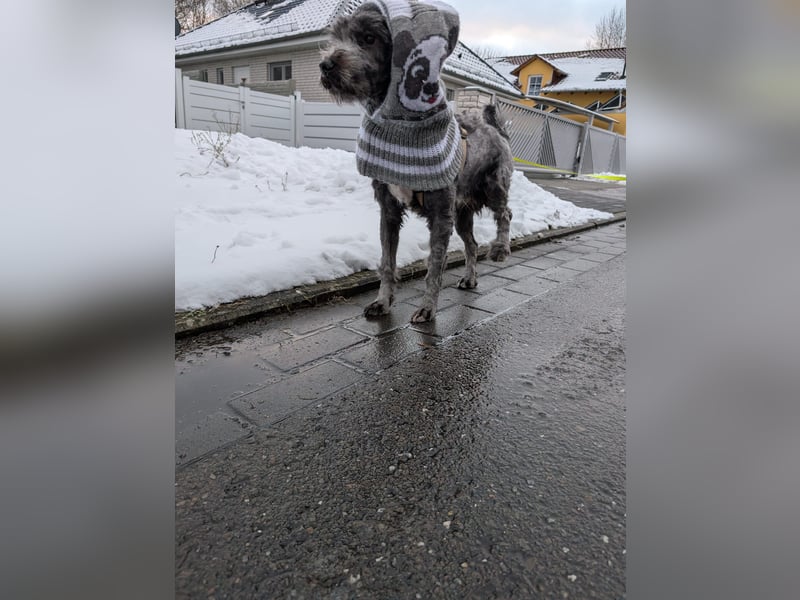Ein verspielter Zweijähriger Tibet-Terrier Rüde sucht eine liebevolle Familie
