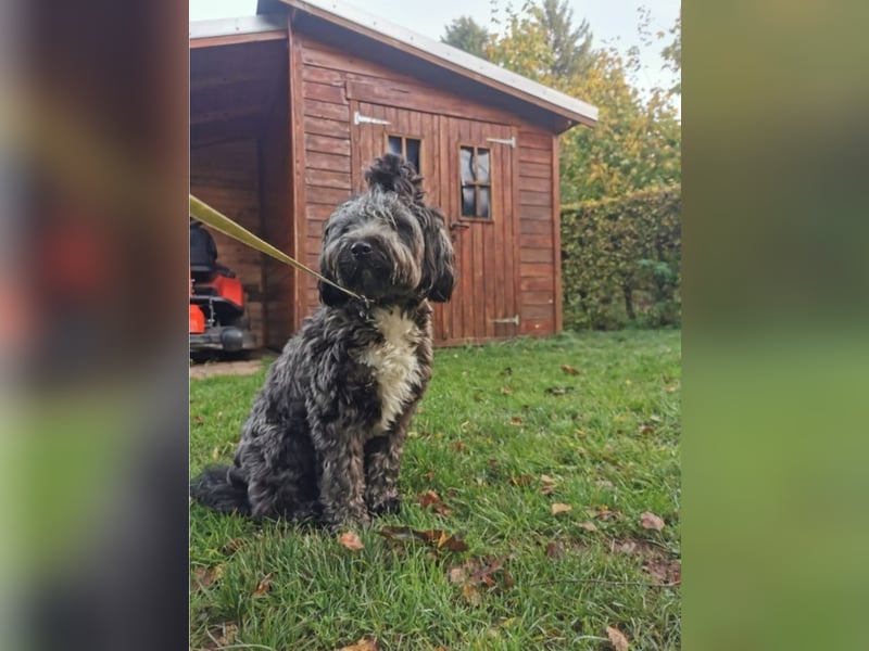 Ein verspielter Zweijähriger Tibet-Terrier Rüde sucht eine liebevolle Familie
