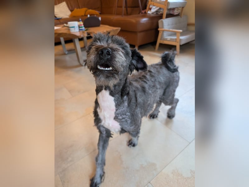 Ein verspielter Zweijähriger Tibet-Terrier Rüde sucht eine liebevolle Familie