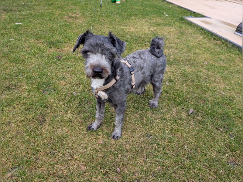 Ein verspielter Zweijähriger Tibet-Terrier Rüde sucht eine liebevolle Familie