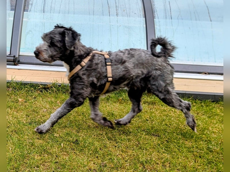 Ein verspielter Zweijähriger Tibet-Terrier Rüde sucht eine liebevolle Familie