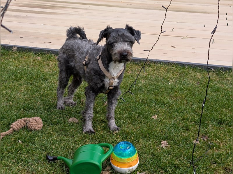 Ein verspielter Zweijähriger Tibet-Terrier Rüde sucht eine liebevolle Familie