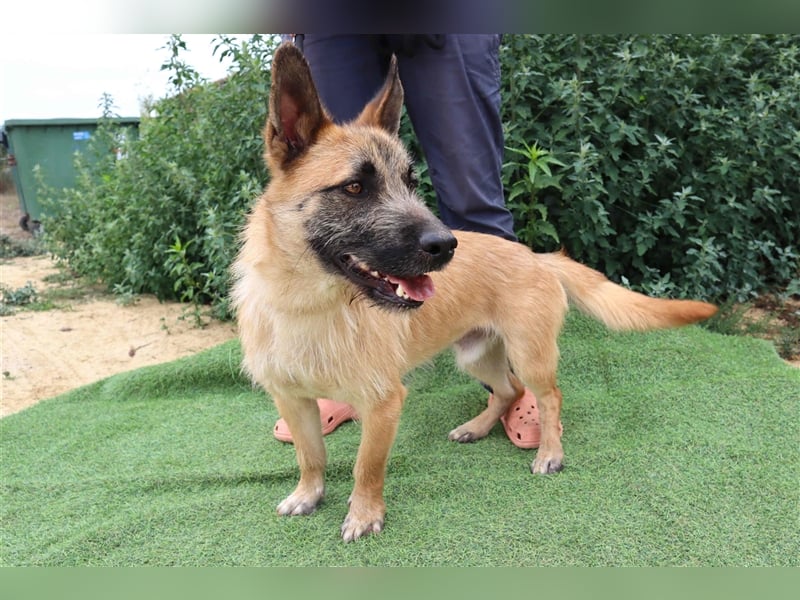 Donovan, Mix Terrier / Podengo  , lieb und verträglich